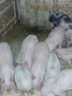 vând purcei înțărcati de au 7 ,8 săptămâni  - imagine 3