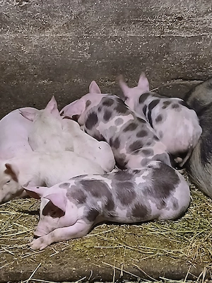 vând purcei înțărcati de au 7 ,8 săptămâni  - imagine 4