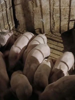 vând purcei înțărcati de au 7 ,8 săptămâni 