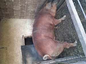 Vand porci grasi - imagine 3