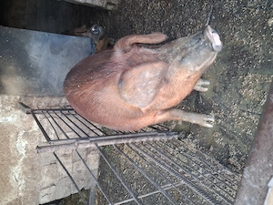 Vand porci grasi - imagine 2