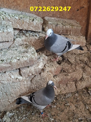 Vand porumbei postasi inelati