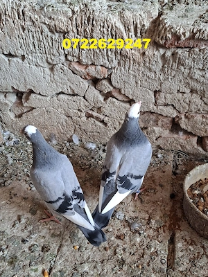 Vand porumbei postasi inelati - imagine 2