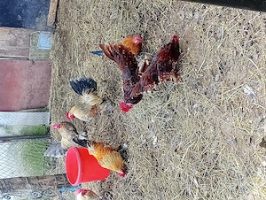 Vând la preț promoțional 