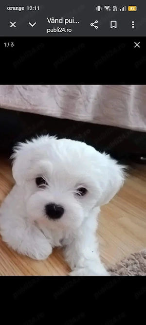 Vând bishoni malezi