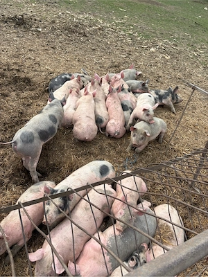 porci de carne - imagine 2