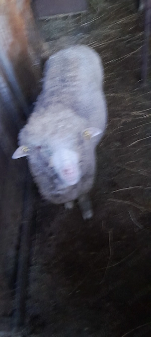 vind cirlani,berbecuti de taiat sau tinut - imagine 5