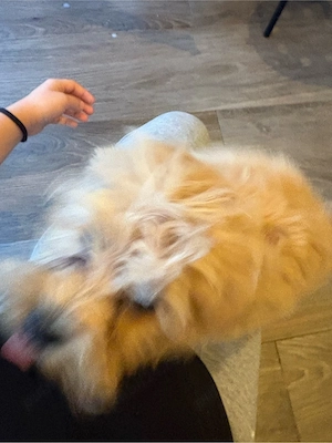 Cățelușă Maltipoo - imagine 2