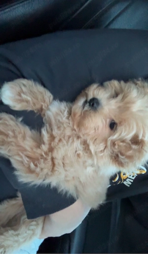 Cățelușă Maltipoo - imagine 3
