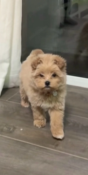 Cățelușă Maltipoo - imagine 4