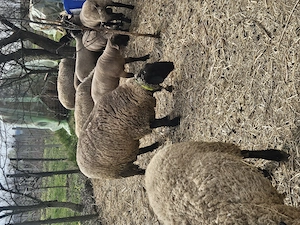 Spre vanzare sulfok - imagine 3