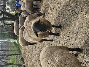 Spre vanzare sulfok - imagine 2