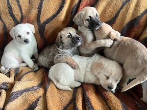 Donez catei  - imagine 3