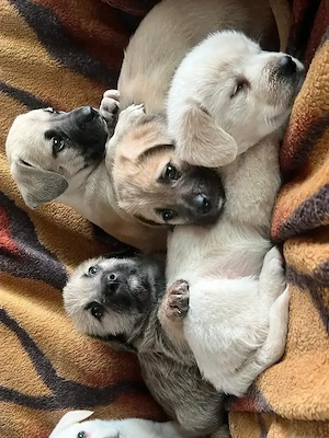 Donez catei  - imagine 5