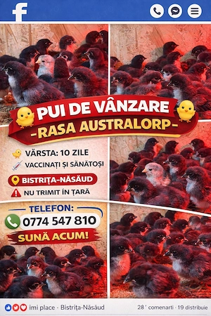 Puii din rasa Australorp