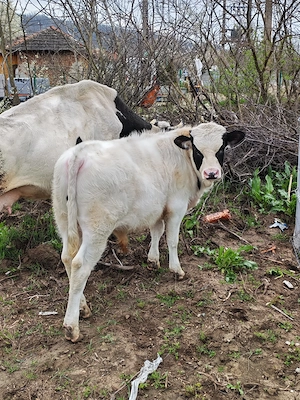 Tauras de vanzare - imagine 4