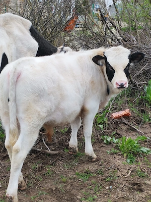 Tauras de vanzare - imagine 2