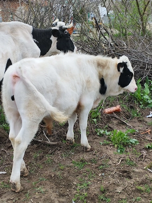 Tauras de vanzare - imagine 3