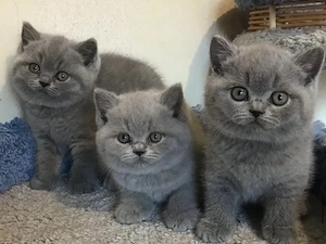 British shorthair băieței și fetițe - imagine 2