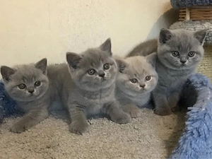 British shorthair băieței și fetițe