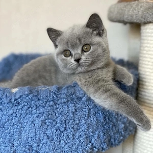 British shorthair puiuți  - imagine 2