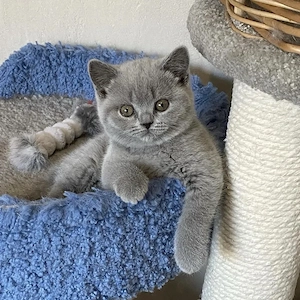 British shorthair puiuți  - imagine 4