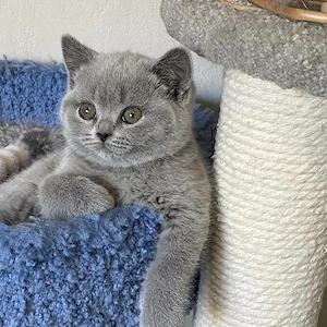 British shorthair puiuți  - imagine 3
