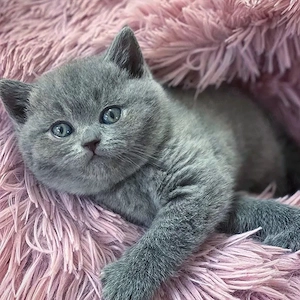 British shorthair pisoiași - imagine 2