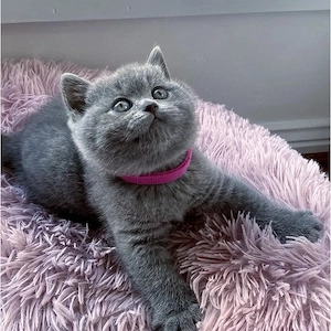 British shorthair pisoiași - imagine 3