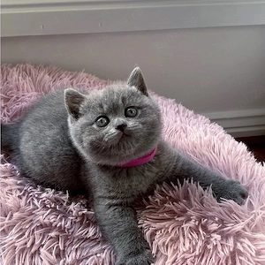 British shorthair pisoiași