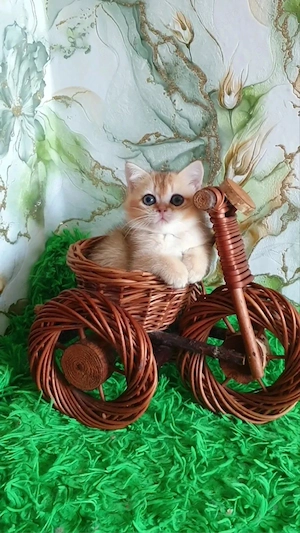 British shorthair pui - imagine 5