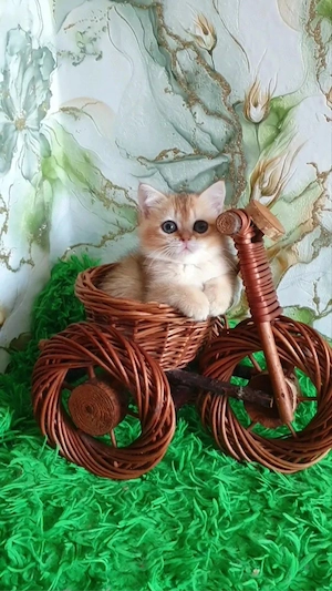 British shorthair pui - imagine 2