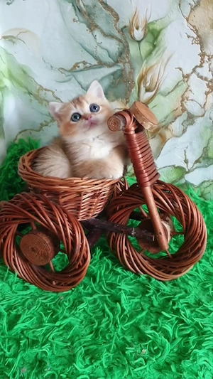 British shorthair pui - imagine 4