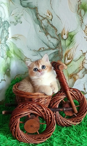 British shorthair pui - imagine 3