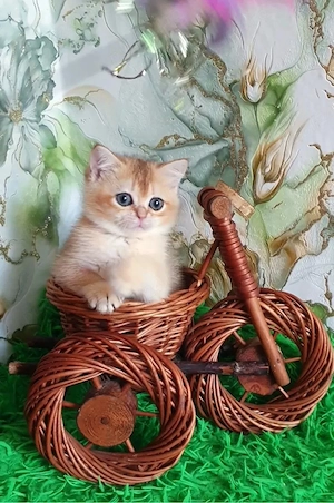 British shorthair pui