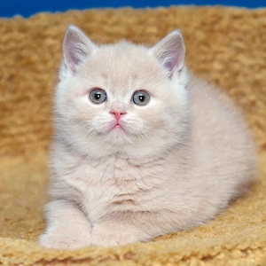 British shorthair puișori - imagine 3
