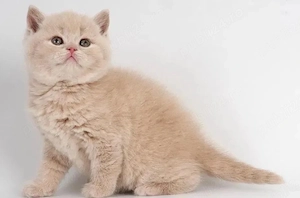 British shorthair puișori