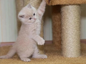 British shorthair puișori - imagine 2