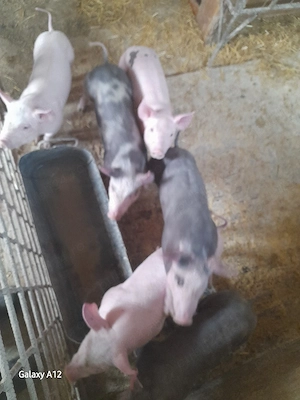 Purcei pitran  - imagine 2