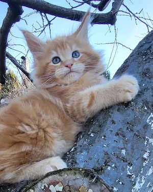 Maine coon 
