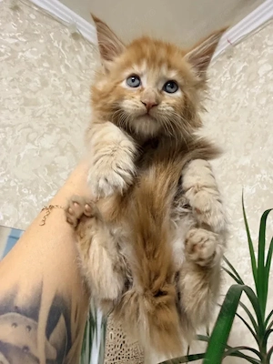 Maine coon pisoiasi 