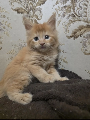 Maine coon pui superbi - imagine 2