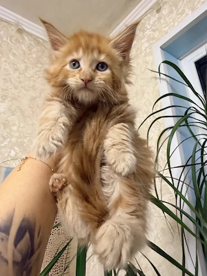 Maine coon pisoiasi  - imagine 3