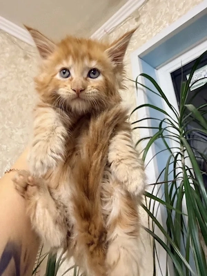 Maine coon pisoiasi  - imagine 4