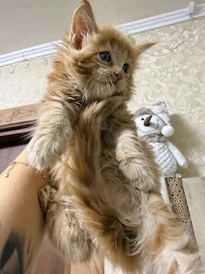 Maine coon pisoiasi 