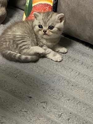 vand baietel British - imagine 2