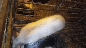 scrofiță de vânzare 1000 lei  - imagine 2