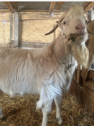 vand țap sannen - imagine 3