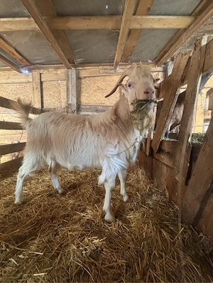 vand țap sannen - imagine 2