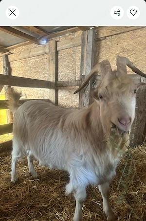 vand țap sannen - imagine 4